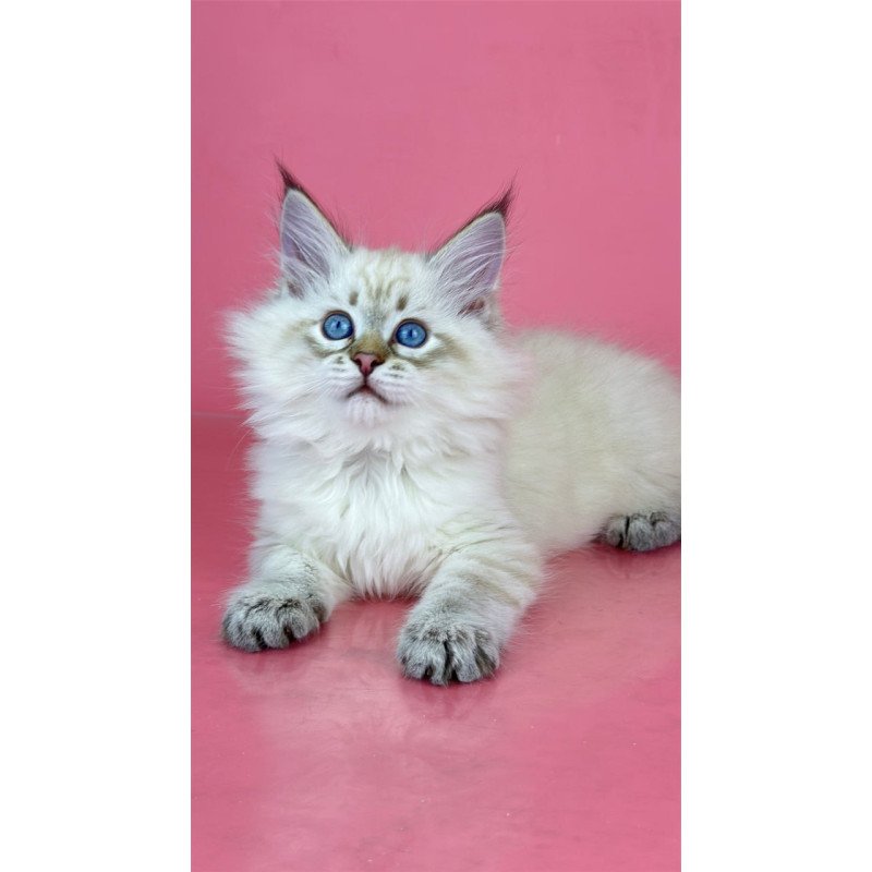 Siberian Bastian
