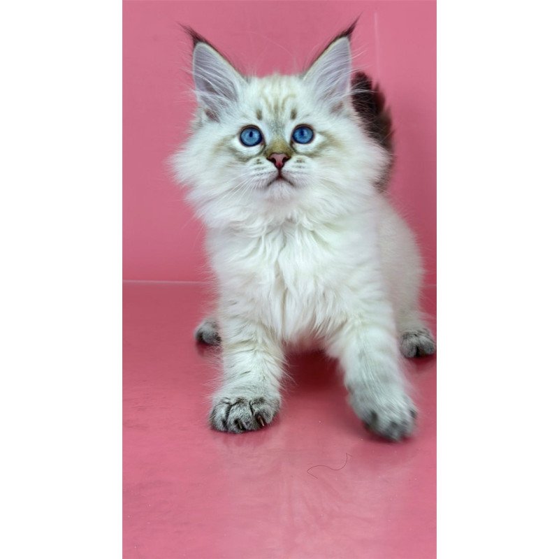 Siberian Bastian