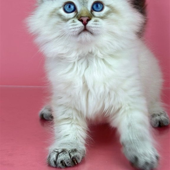 Siberian Bastian