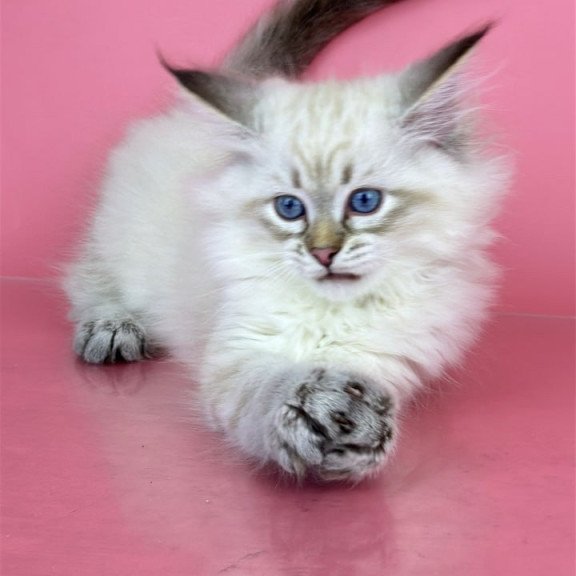 Siberian Bastian