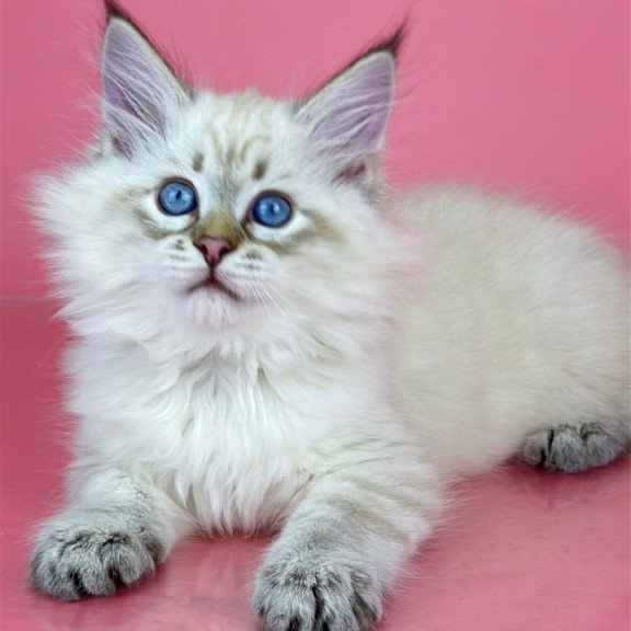 Siberian Bastian