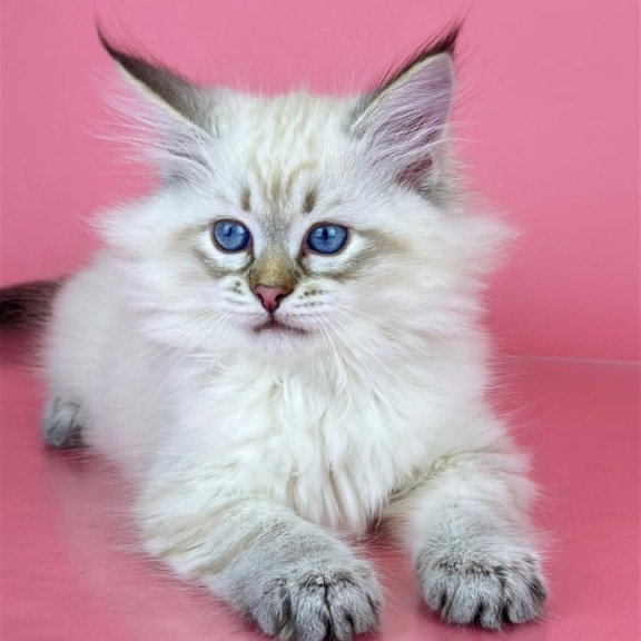 Siberian Bastian