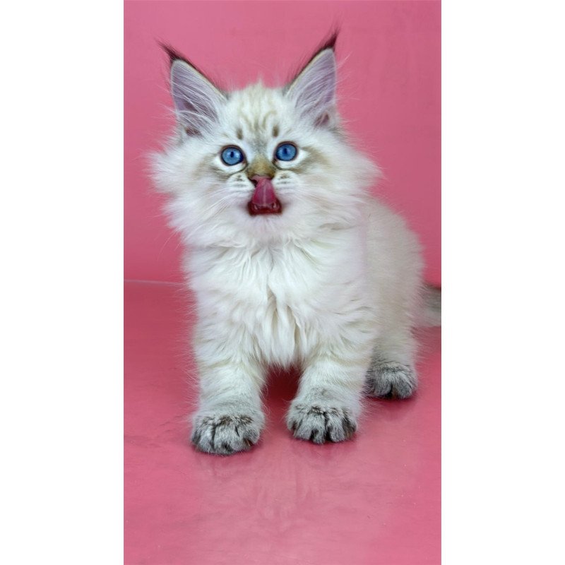Siberian Bastian
