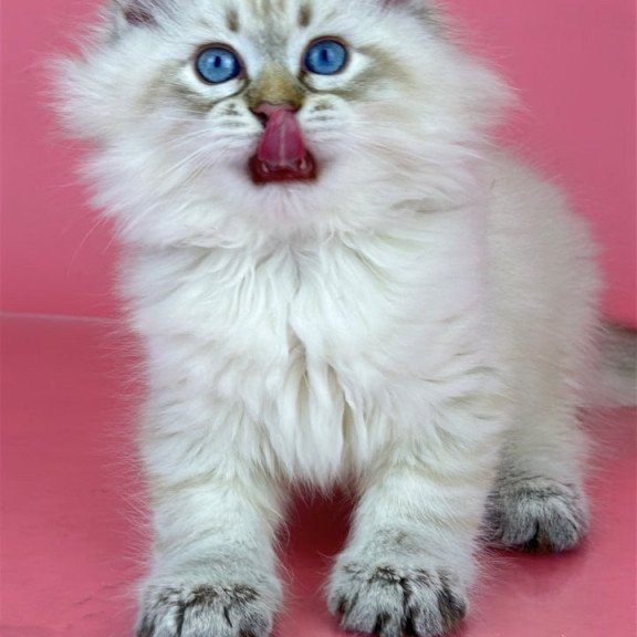 Siberian Bastian