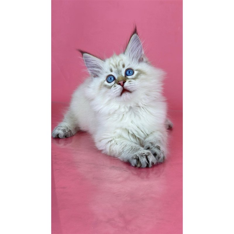Siberian Bastian