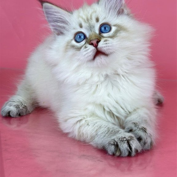 Siberian Bastian