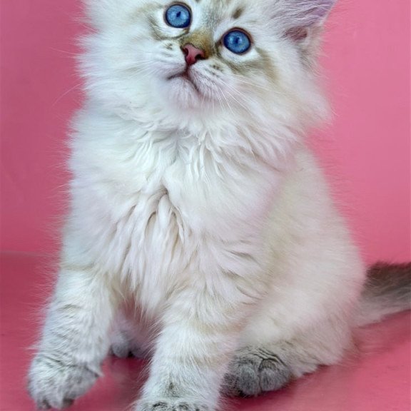 Siberian Bastian