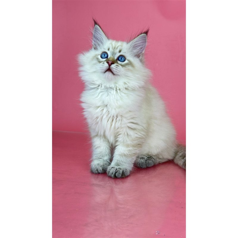 Siberian Bastian