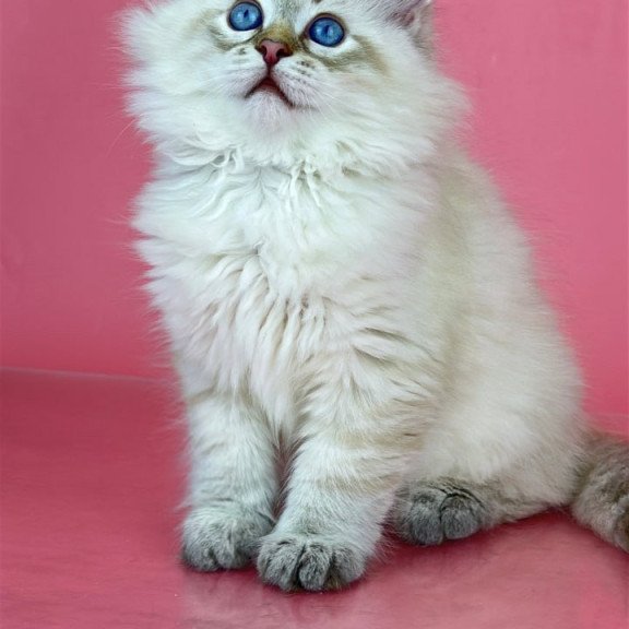 Siberian Bastian