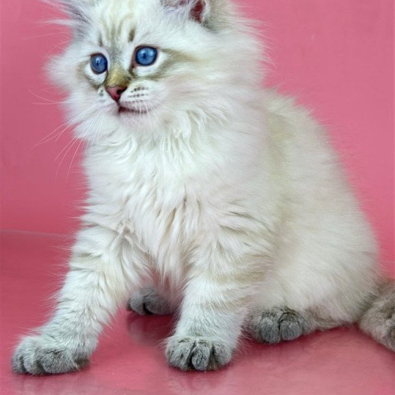 Siberian Bastian