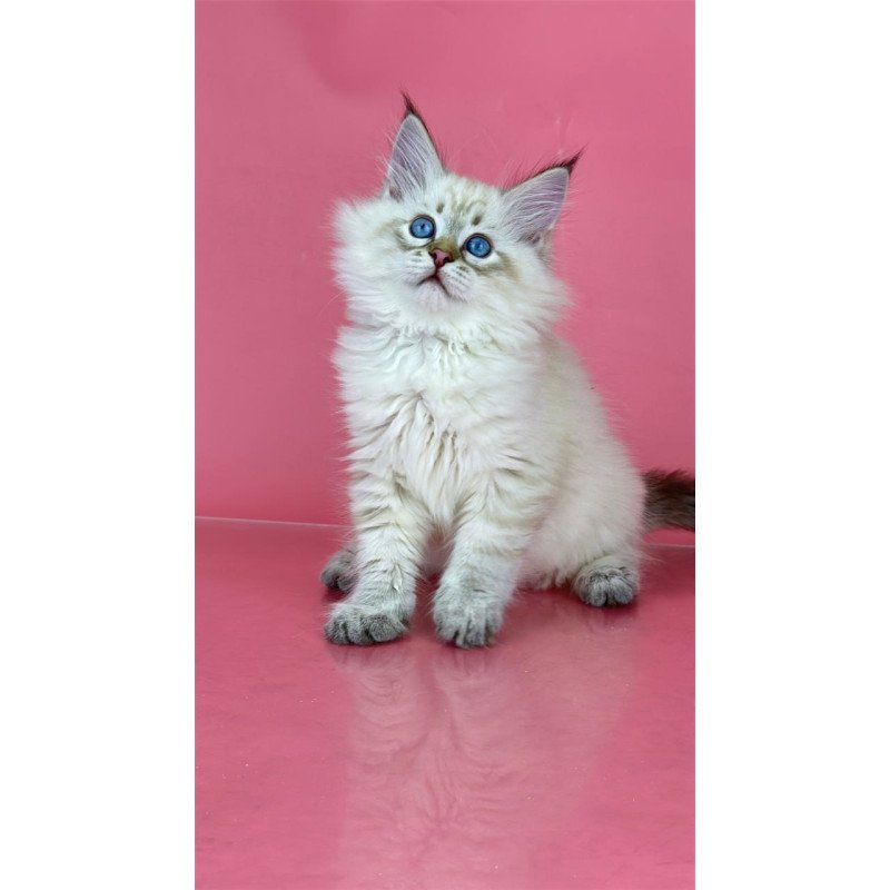 Siberian Bastian