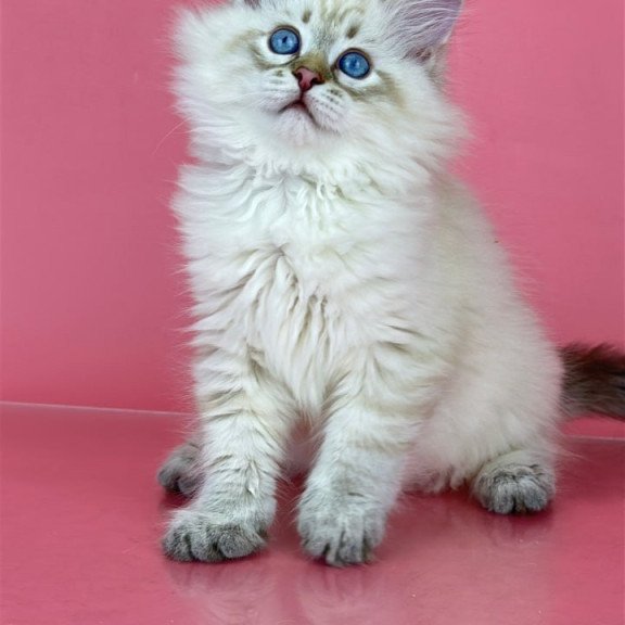 Siberian Bastian