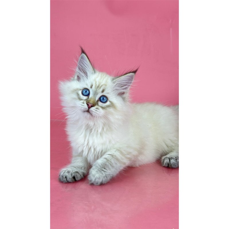 Siberian Bastian