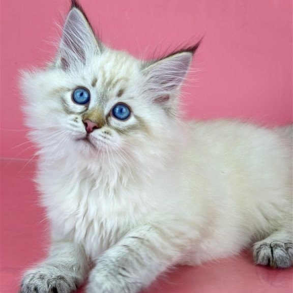 Siberian Bastian