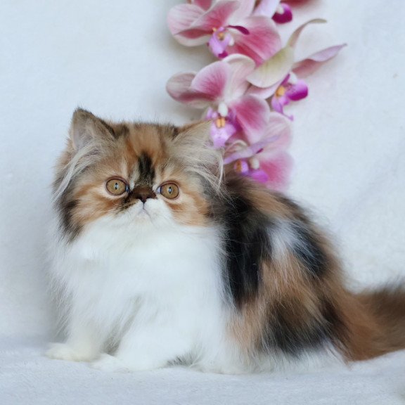 Persian NOV Yummy