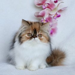 Persian NOV Yummy