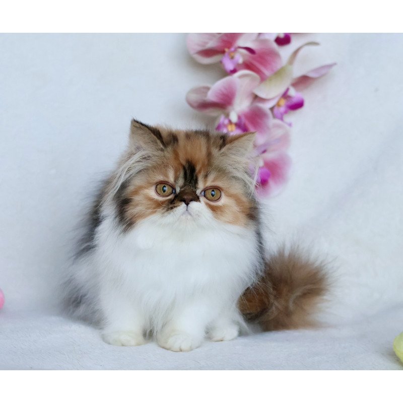 Persian NOV Yummy