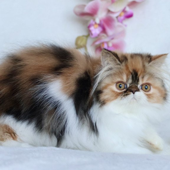 Persian NOV Yummy