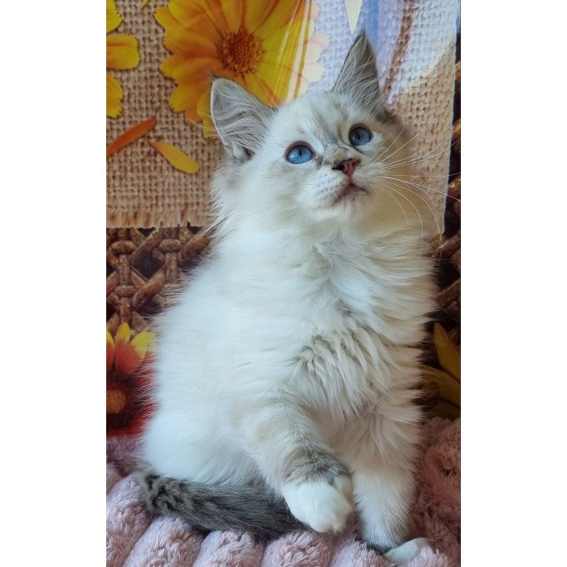 Siberian NOV Ctefan