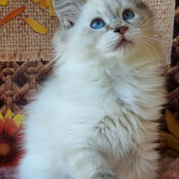 Siberian NOV Ctefan