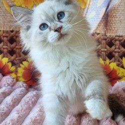 Siberian NOV Ctefan