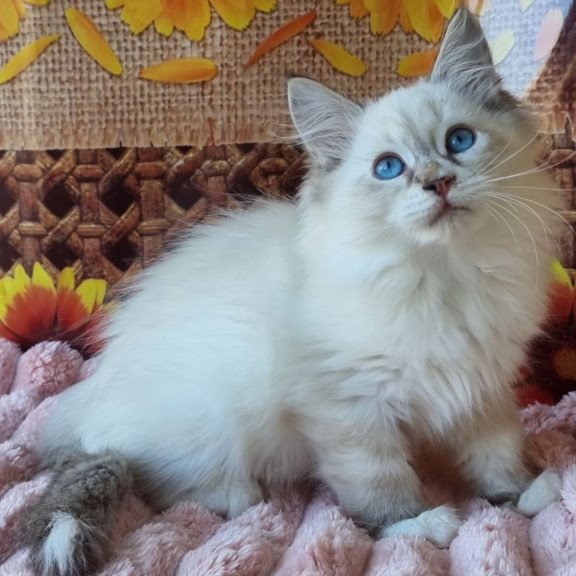 Siberian NOV Ctefan