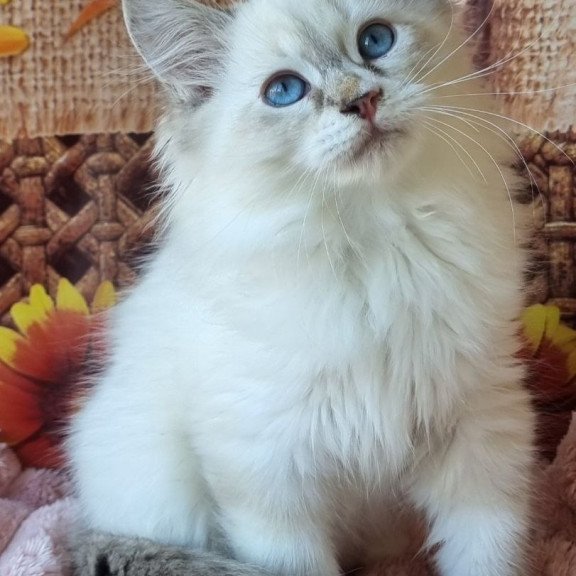 Siberian NOV Ctefan