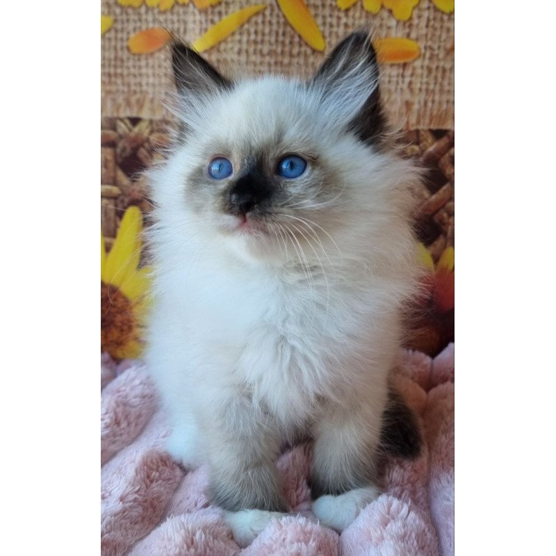 Siberian NOV Demyan