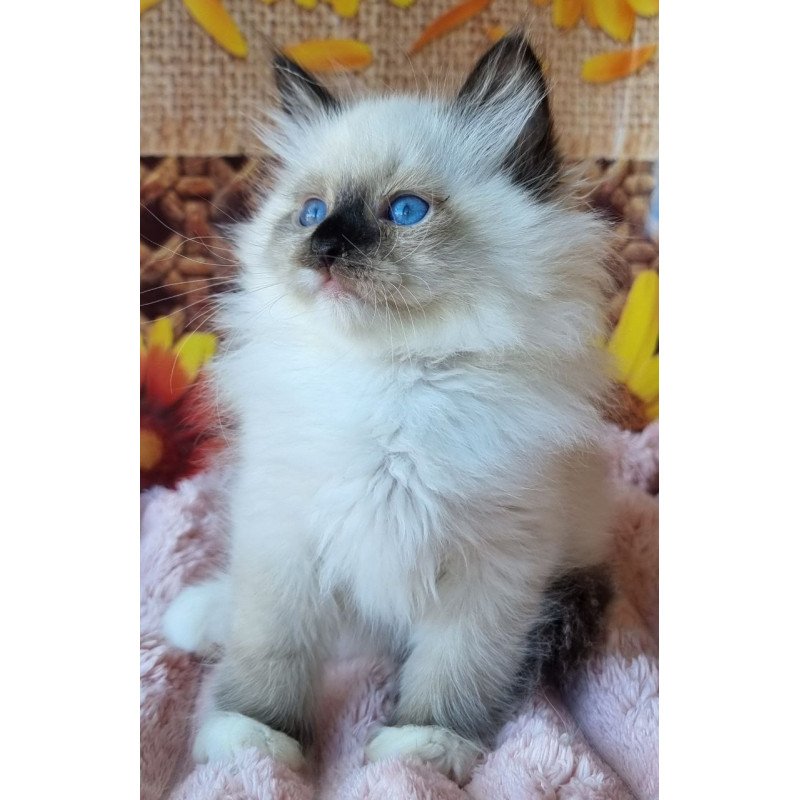 Siberian NOV Demyan