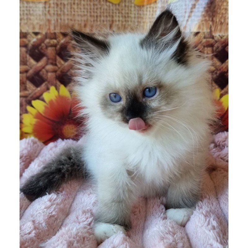 Siberian NOV Demyan