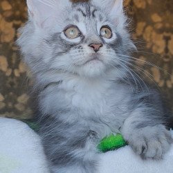 Maine Coon NOV Iron