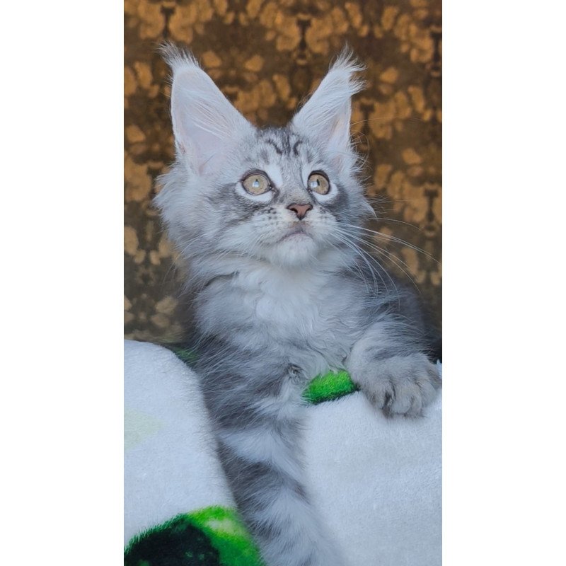 Maine Coon NOV Iron