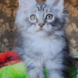 Maine Coon NOV Iron