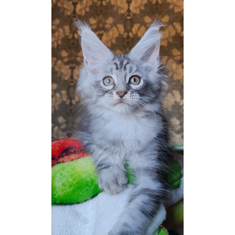 Maine Coon NOV Iron