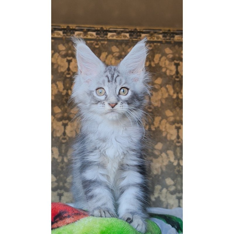 Maine Coon NOV Iron