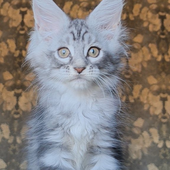 Maine Coon NOV Iron