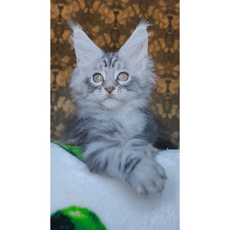 Maine Coon NOV Iron