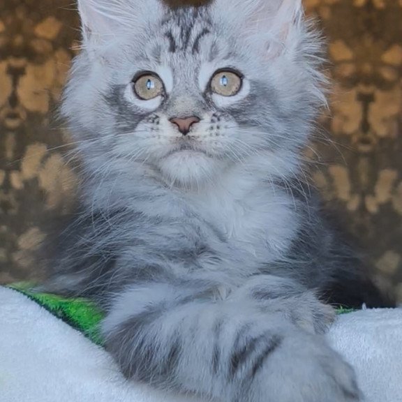 Maine Coon NOV Iron