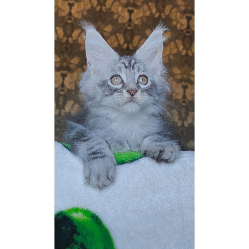 Maine Coon NOV Iron