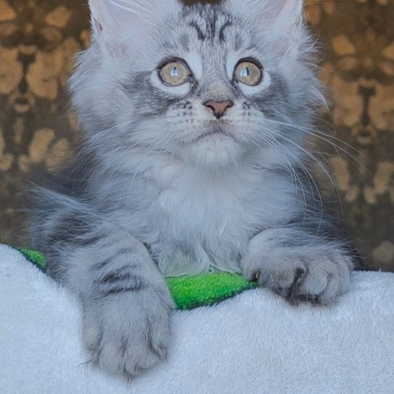 Maine Coon NOV Iron