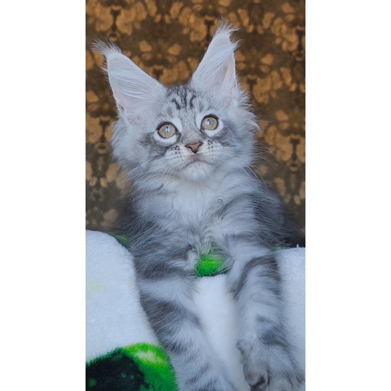 Maine Coon NOV Iron