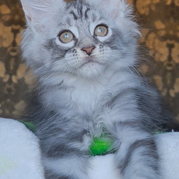 Maine Coon NOV Iron