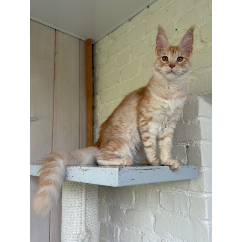 Maine Coon NOV Nora
