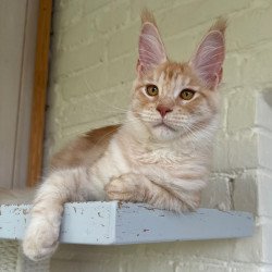 Maine Coon NOV Nora