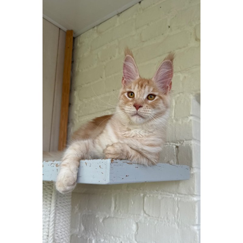 Maine Coon NOV Nora