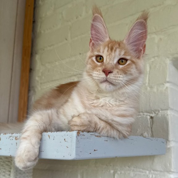 Maine Coon NOV Nora