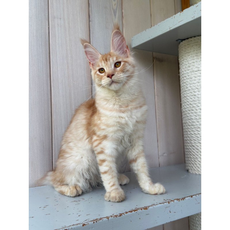 Maine Coon NOV Nora