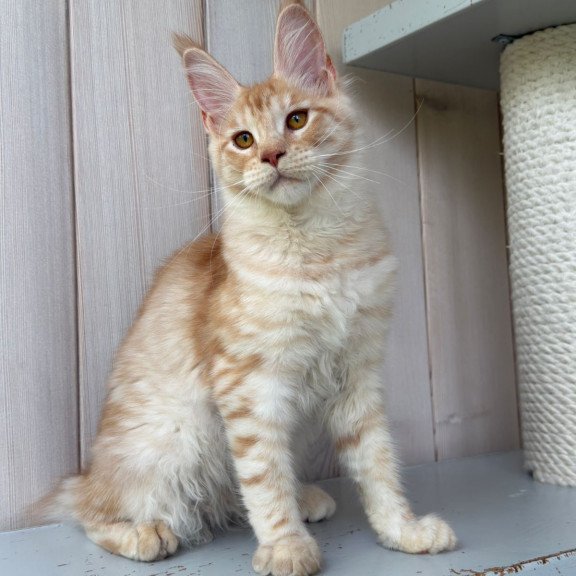 Maine Coon NOV Nora