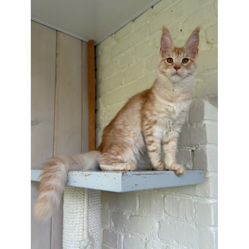 Maine Coon NOV Nora