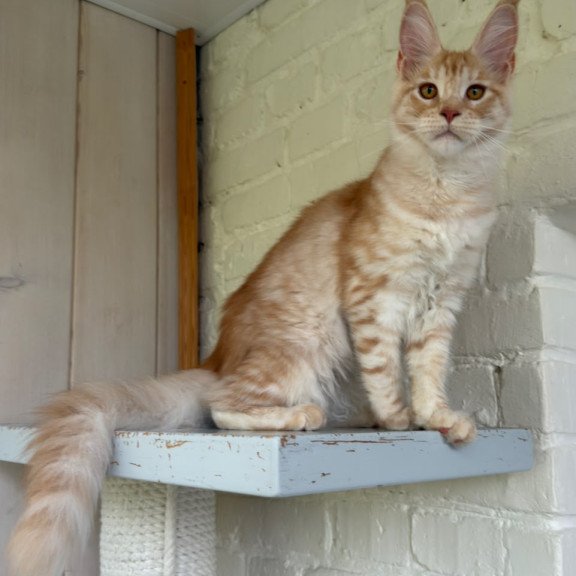Maine Coon NOV Nora